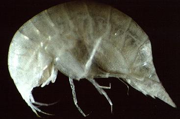 Salentinella gracillima Ruffo, 1947: Arthropoda, Crustacea, Amphipoda